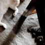 猫様と・・ピンチヒッター生姜の甘酢漬け♪