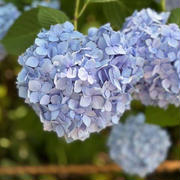 矢田寺☆暑すぎた紫陽花デート