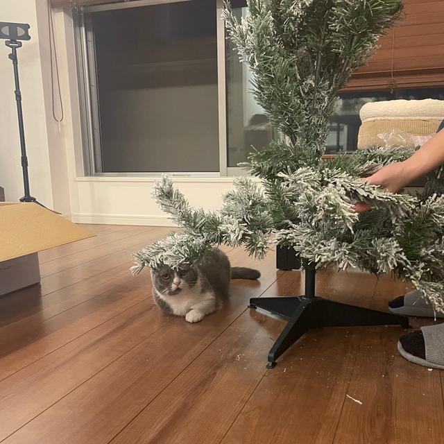 クリスマスツリーの組み立て