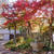 宝塚文化芸術センター庭園の紅葉#最近撮った写真は