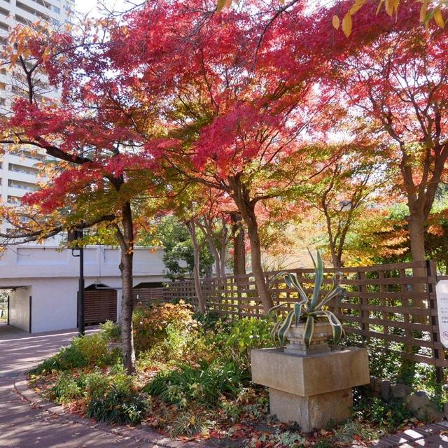 宝塚文化芸術センター庭園の紅葉#最近撮った写真は