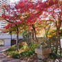 宝塚文化芸術センター庭園の紅葉#最近撮った写真は