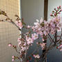 ベランダのプランター桜が咲き始めました！