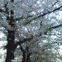 都立大学駅 南側 桜