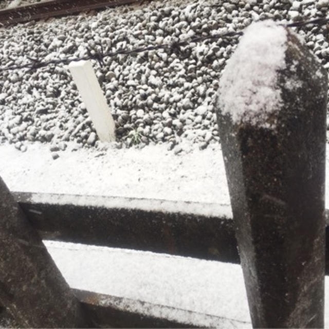 雪降っています