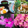 ■昼麺／プランター花達【冷やし中華／肉うどん／玄関先の花／庭苺など。】