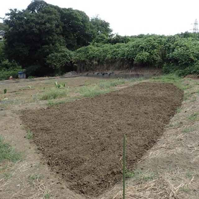 育苗収穫＆第2弾芽キャベツ苗定植☆葉山農園（10月初旬）