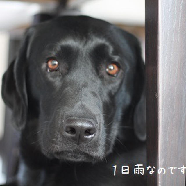 雨。