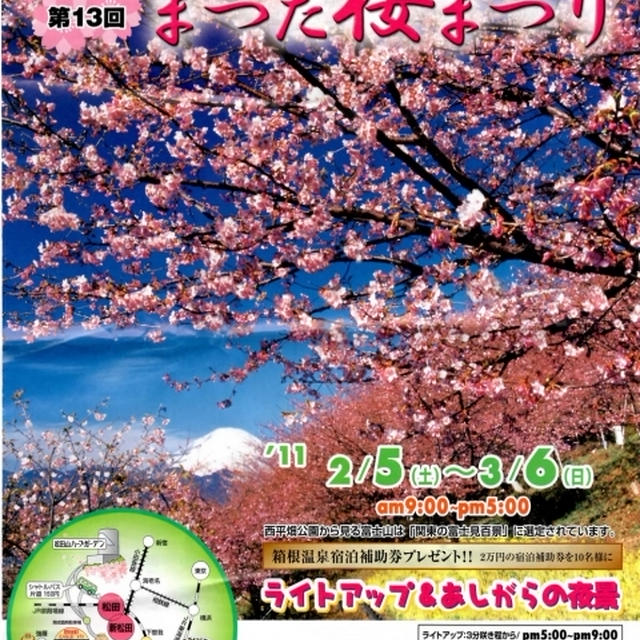 第13回まつだ桜まつり　２月１３日に娘と行って来ました。