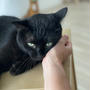 きょうのいちまい・黒猫写真は難しい