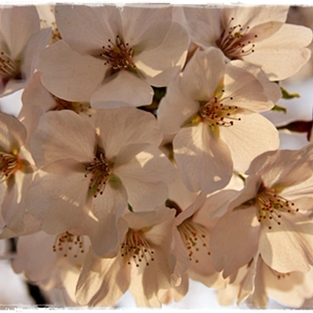■一目千本桜　宮城県大河原町■福山さんの桜坂を想い出す(*´艸｀)