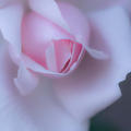 薔薇だより