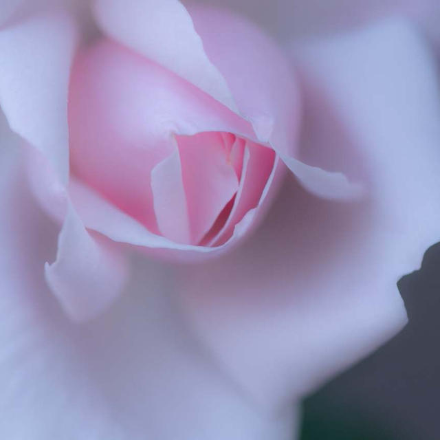 薔薇だより