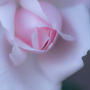 薔薇だより