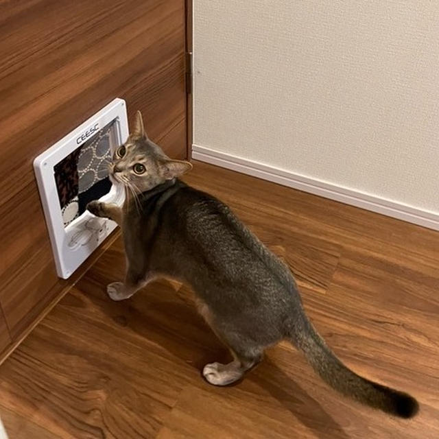 ペットドアをカスタにゃイズ