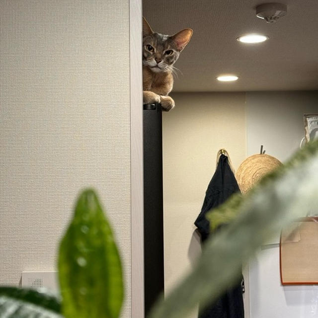 りすに意地悪をして、叱られて、ここにいる