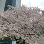 上前津の桜、ことしも安心