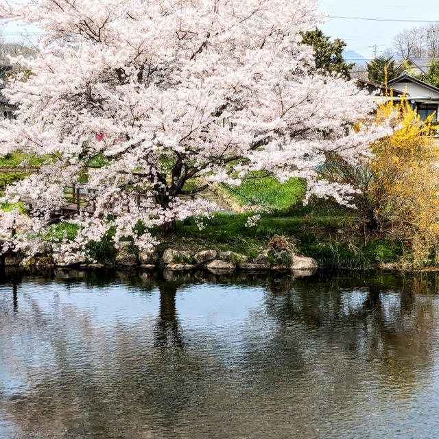 初夏のお花見