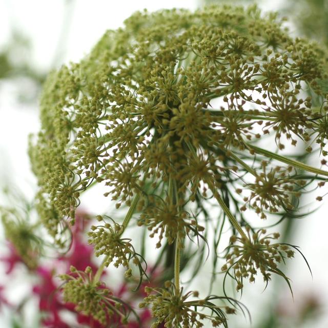我が家の花達／５０年に一度の開花！アオノリュウゼツランに蕾がつきました