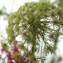 我が家の花達／５０年に一度の開花！アオノリュウゼツランに蕾がつきました