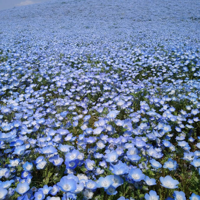 世界の絶景お花畑♪～ひたち海浜公園