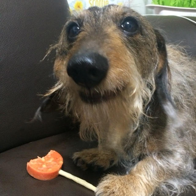 手持ちペロキュー♫