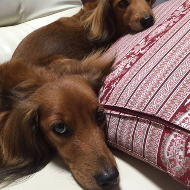 おやすみ、、、ワンちゃん達♡