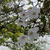 【お花見】洗足池・桜山・洗足池公園