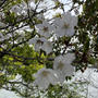 【お花見】洗足池・桜山・洗足池公園
