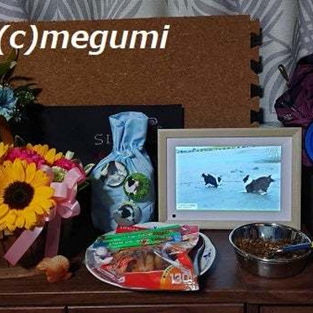 しし丸君の祭壇に元気いっぱいのイメージのしし丸君らしいひまわりを送りました。