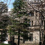 八重洲の桜