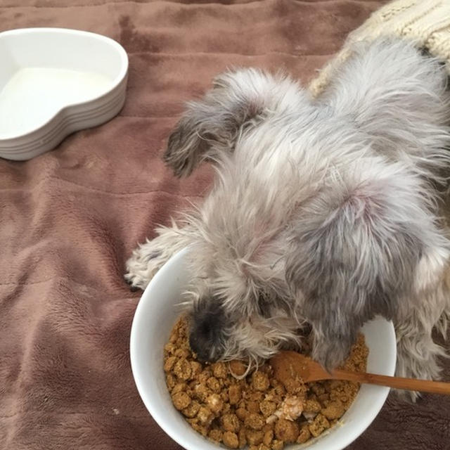 【　シュナウザー17歳のお食事事情　】