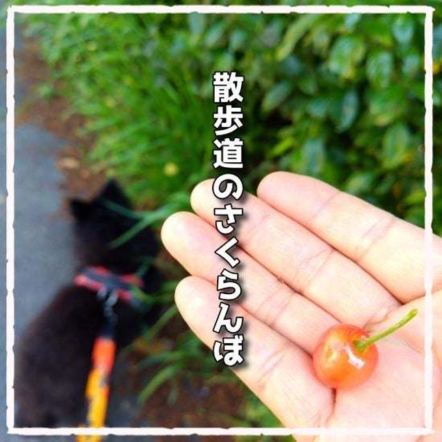 散歩道のさくらんぼ