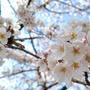 ☆桜、満開☆
