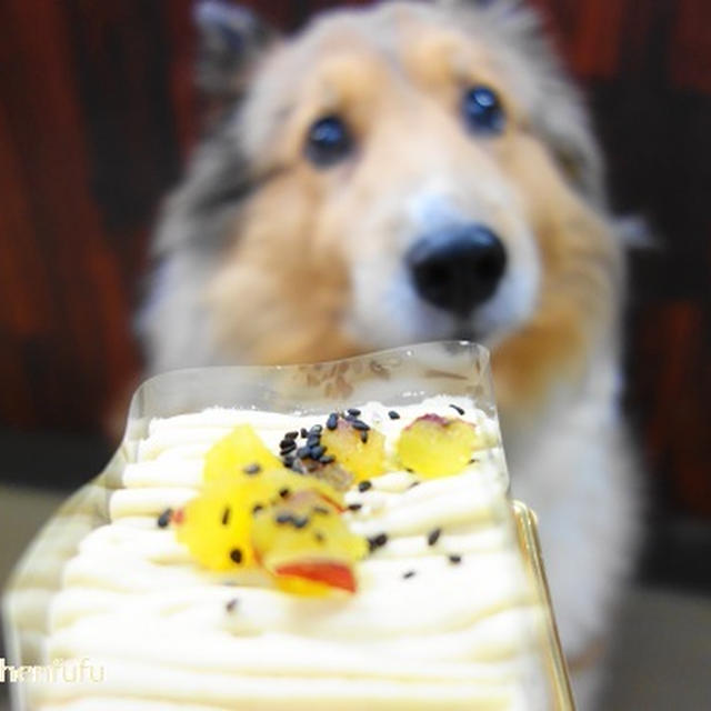ひゅうが誕生日おめでとう！！愛犬１１歳の誕生日