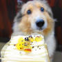 ひゅうが誕生日おめでとう！！愛犬１１歳の誕生日
