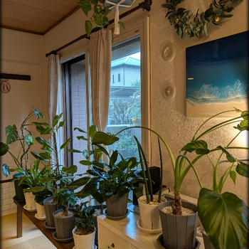 今日はどうしよっか‥？我家の観葉植物達
