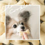 【保存版】材料3つ！犬用クッキーの作り方