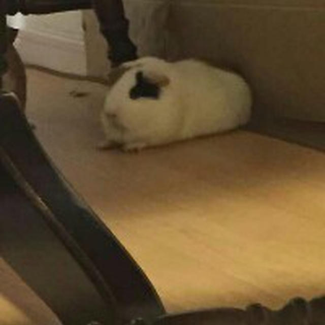 スフィンクスめいちゃん