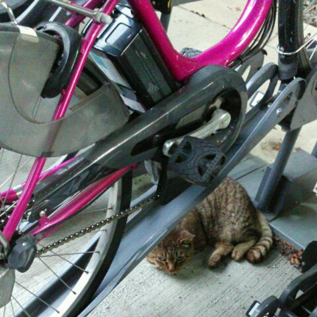 目が合って自転車動かせなくて困った日。