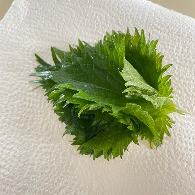 簡単にできる！〝シソ〟の保存