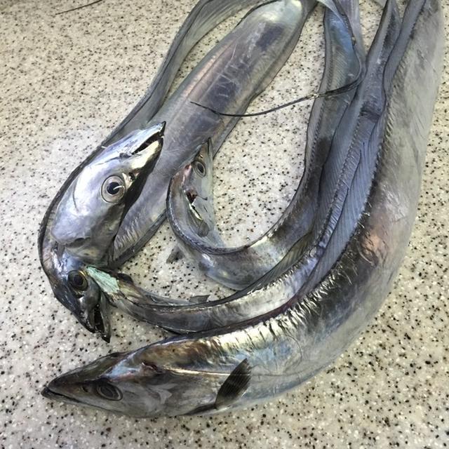 太刀魚祭りパート1