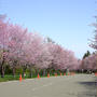 森林総合研究所 北海道支所 桜情報は満開です