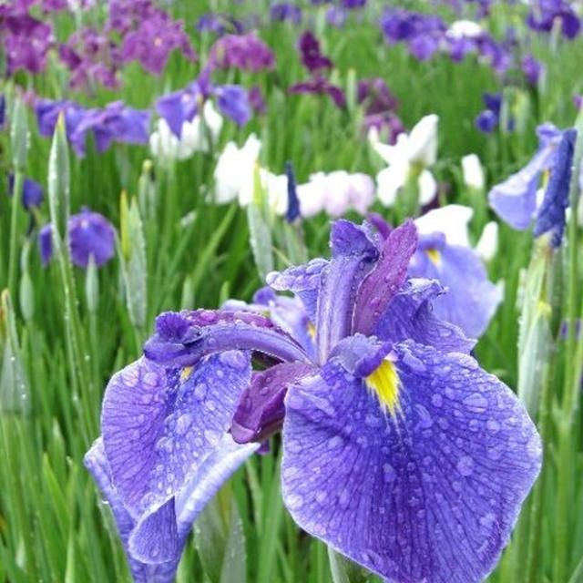 水もしたたる花菖蒲♪　東村山～♪
