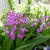 紫蘭の花2023、最近撮った写真#ameba写真部