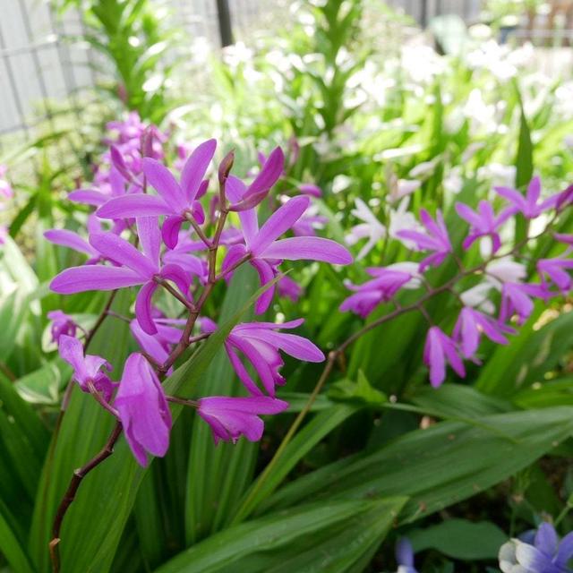 紫蘭の花2023、最近撮った写真#ameba写真部