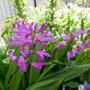 紫蘭の花2023、最近撮った写真#ameba写真部