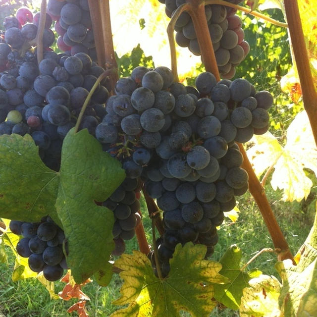 Anselma Barolo アンセルマのバローロを試飲♡