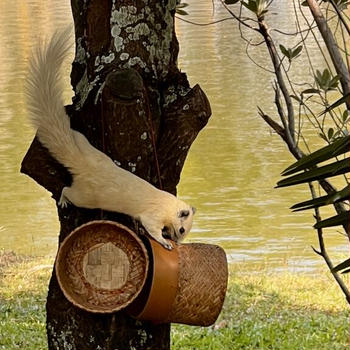 アヒルさん、こんにちは。ウドンターニーでのんびり公園散歩【8日目③】