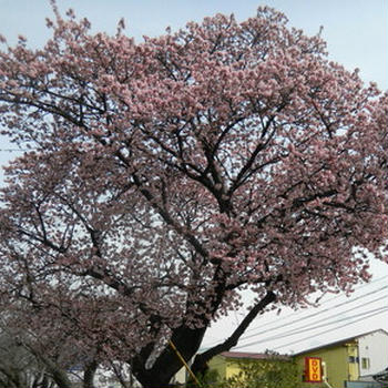 咲いてます～満開の桜